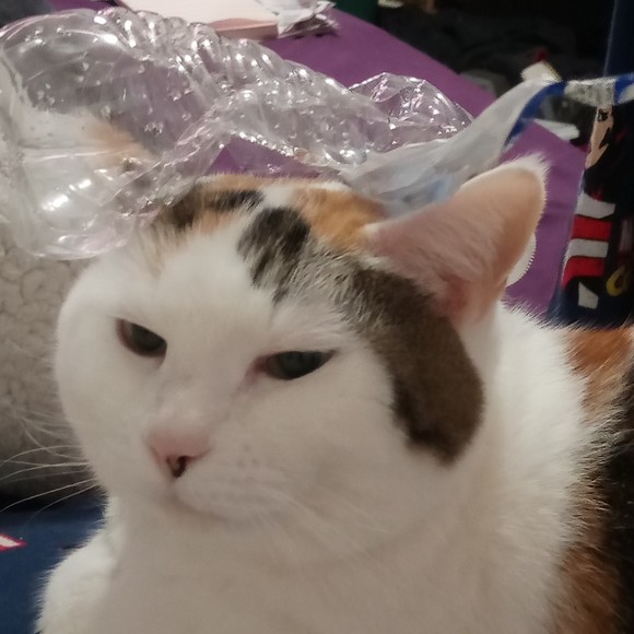 beckybigbean